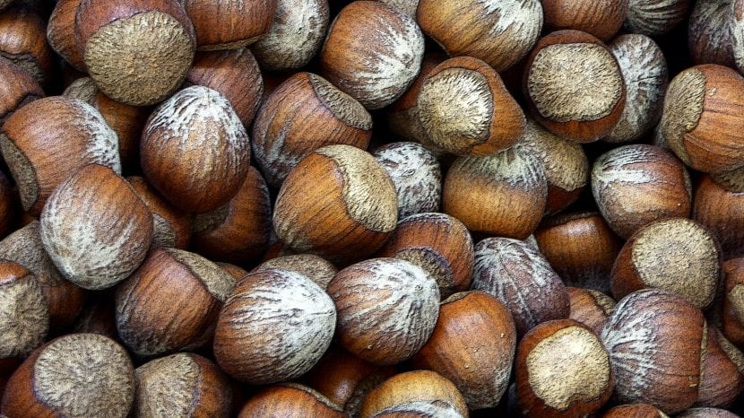 Avellanas maduras listas para recolectar