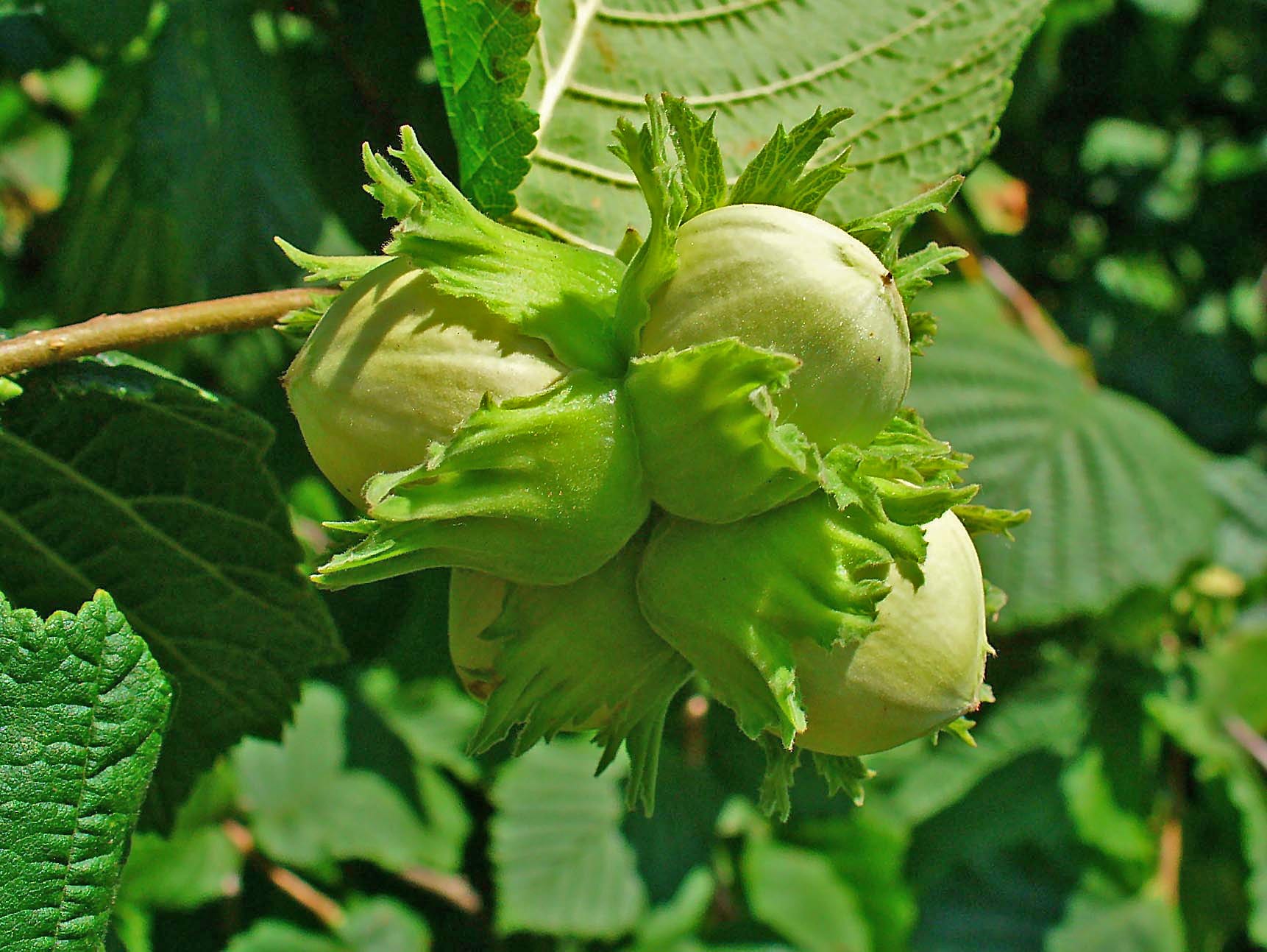 Cuidados del avellano: cultivo, poda y cosecha