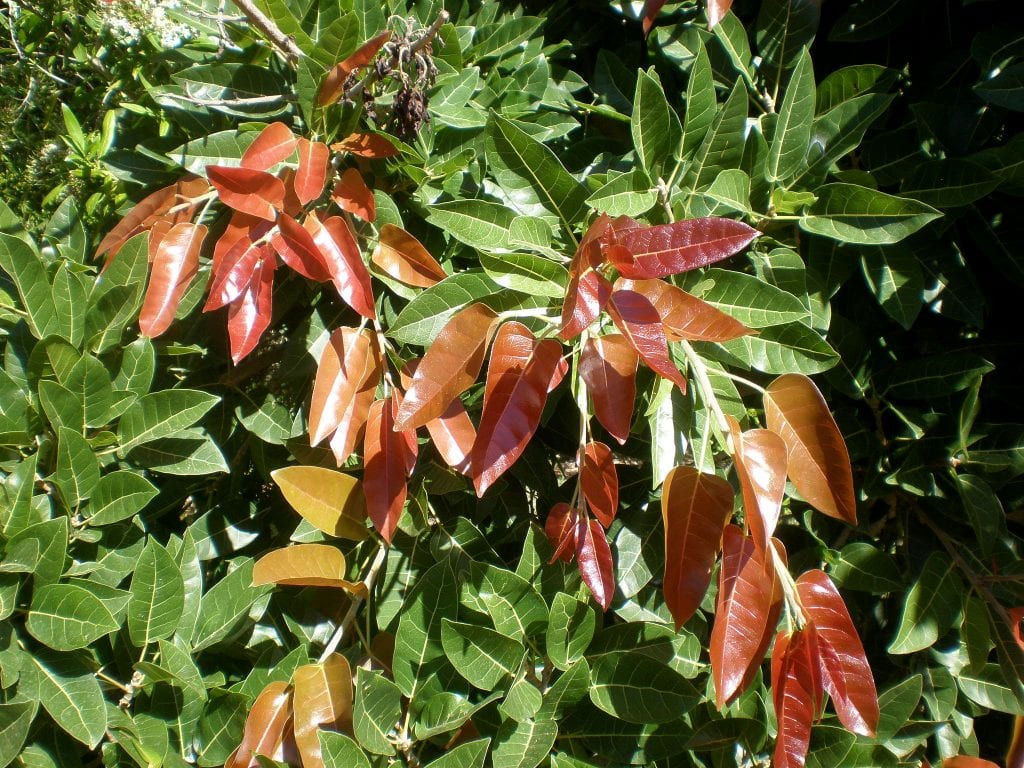 Higuera de hojas rojas (Ficus ingens): guía de cultivo
