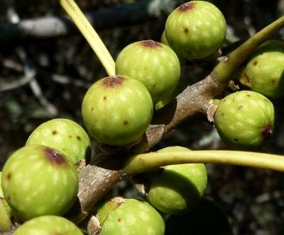 Higos de Ficus ingens en la rama