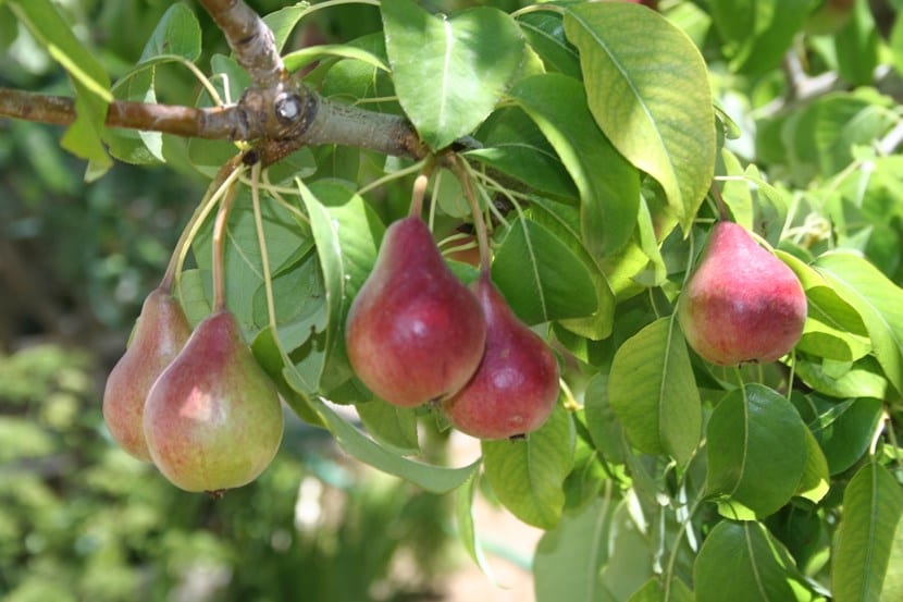 Árboles frutales cargados de fruta en un huerto