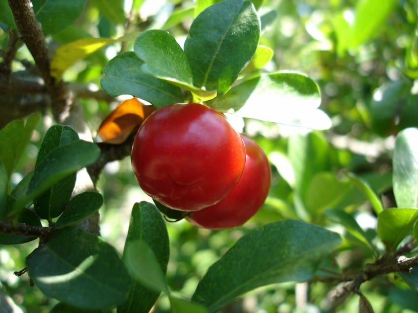 Árboles frutales: guía básica para empezar bien