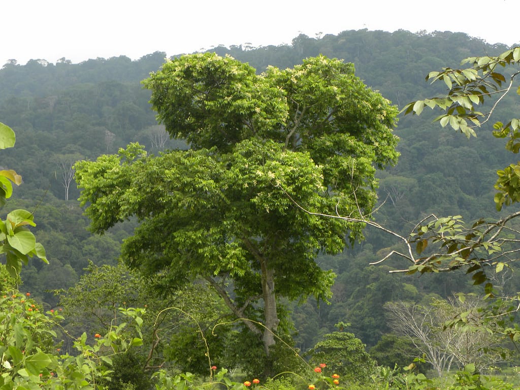 Árbol del jobo, Spondias mombin, en su porte adulto