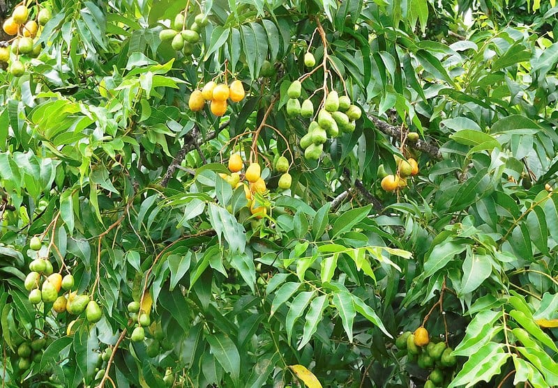 Frutos amarillos del jobo, Spondias mombin