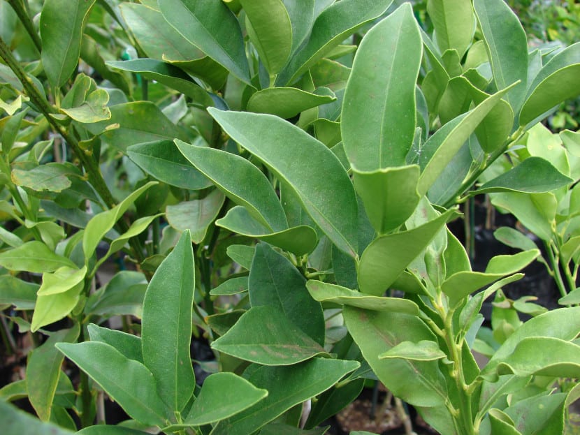 Hojas verdes brillantes de kumquat