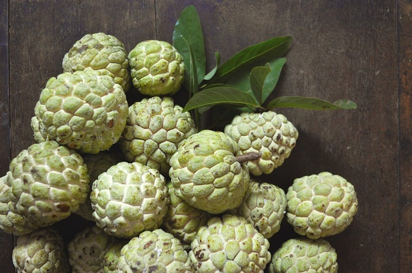 Chirimoya (Annona cherimola): cultivo, variedades y plagas