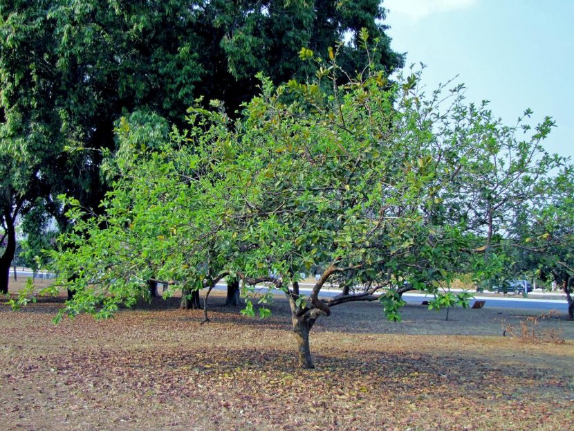 Árbol de guayaba con frutos maduros