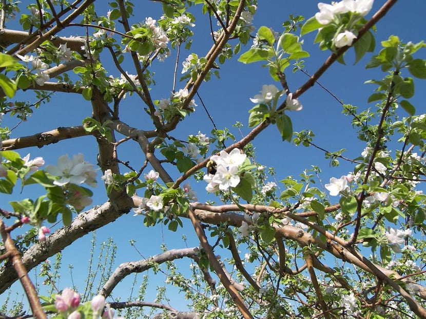 Árboles frutales en plena floración de primavera