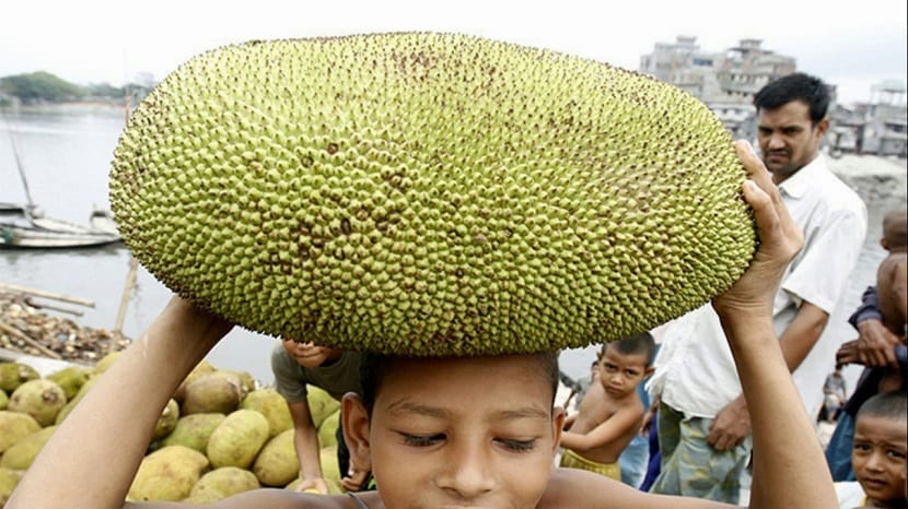 La yaca: qué es, usos, propiedades y cultivo del jackfruit