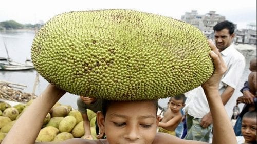 Fruta del árbol del pan, Artocarpus altilis