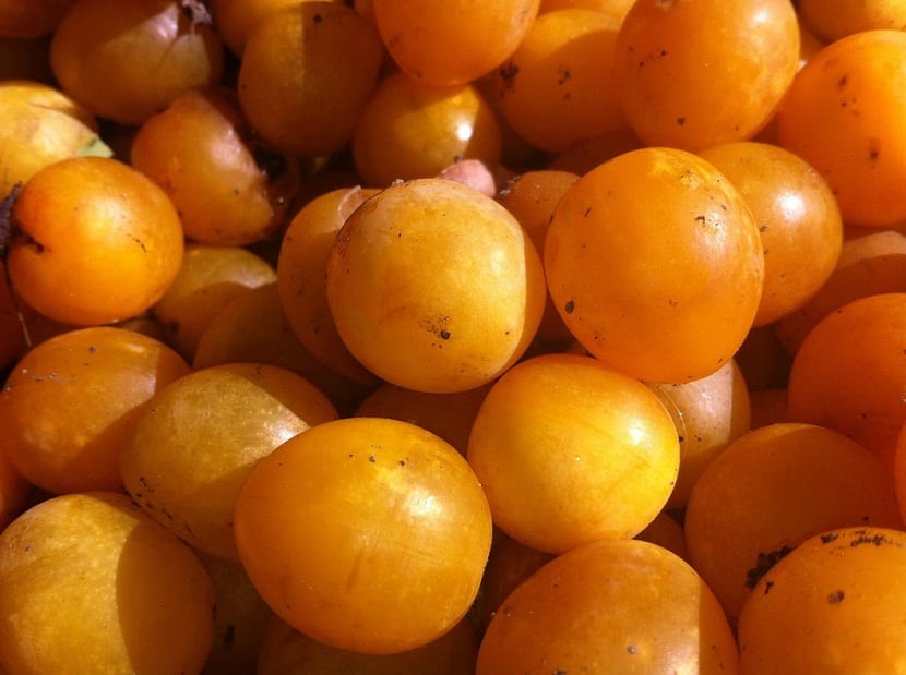 Ciruelas claudias maduras de tono dorado