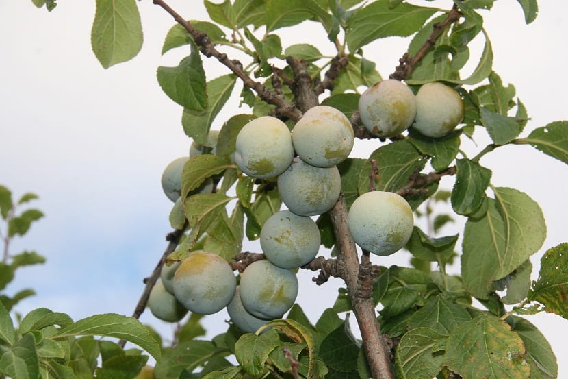 Rama de ciruelo cargada de ciruelas claudias