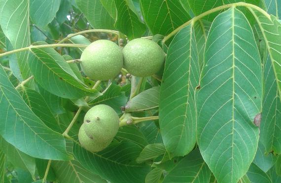 Nogal adulto con la copa cargada de nueces