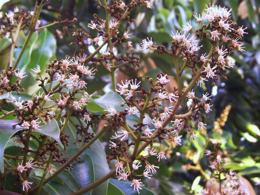 Panícula en flor de Litchi chinensis