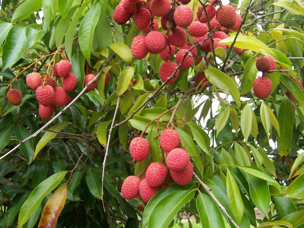 Lichi: cultivo, clima, riego y cosecha en España