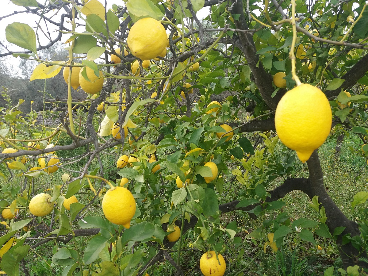 Limón verna: cultivo, poda y recolección del limonero