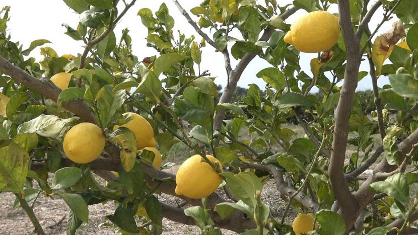 Limonero cargado de limones maduros