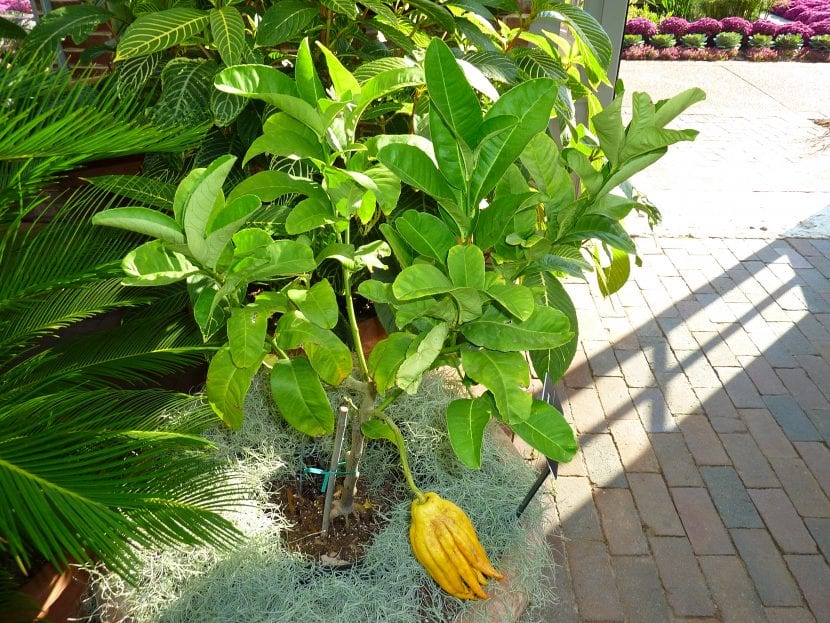 Cidro Citrus medica var. sarcodactylis en cultivo