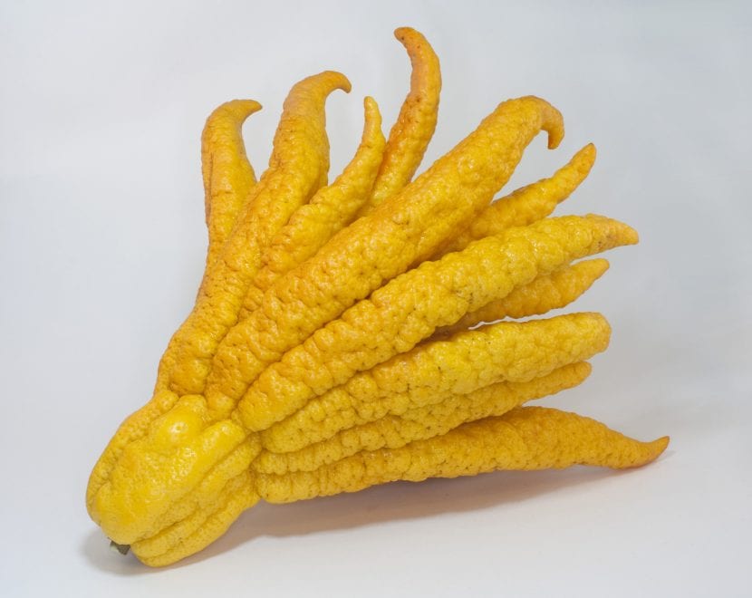Fruto de limonero mano de Buda con los dedos abiertos