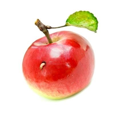 Gusanos en las manzanas: la carpocapsa y cómo frenarla