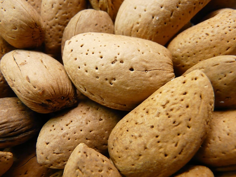 Almendras en el árbol