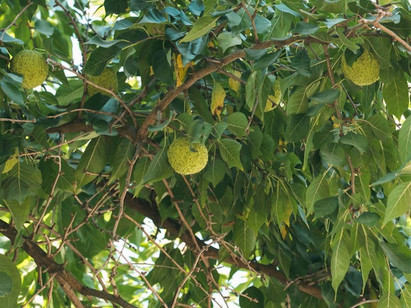 Frutos verdes y rugosos del Maclura pomifera en la rama