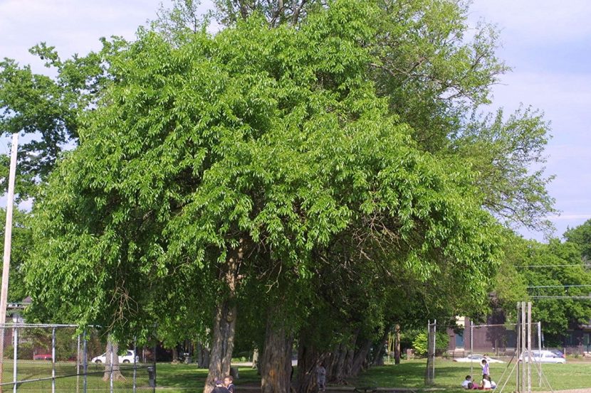 Ejemplar adulto de Maclura pomifera con su copa irregular