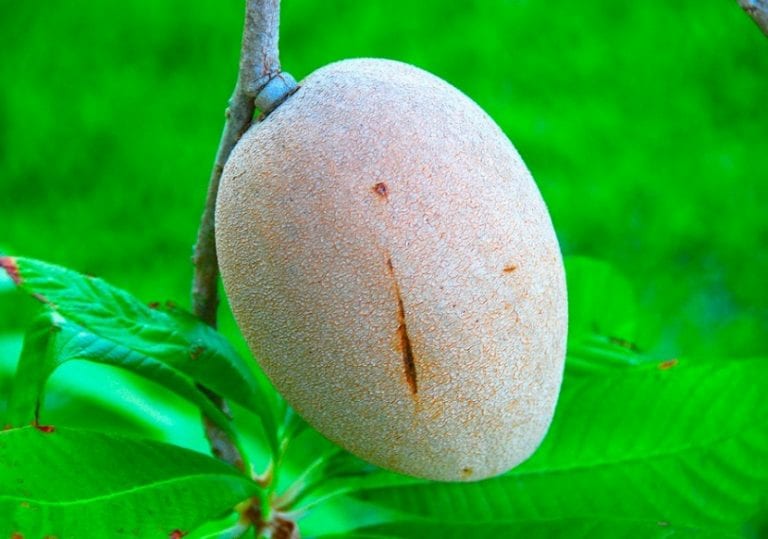Árbol de mamey cargado de frutos