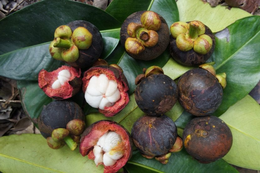 Frutos de mangostán, Garcinia mangostana