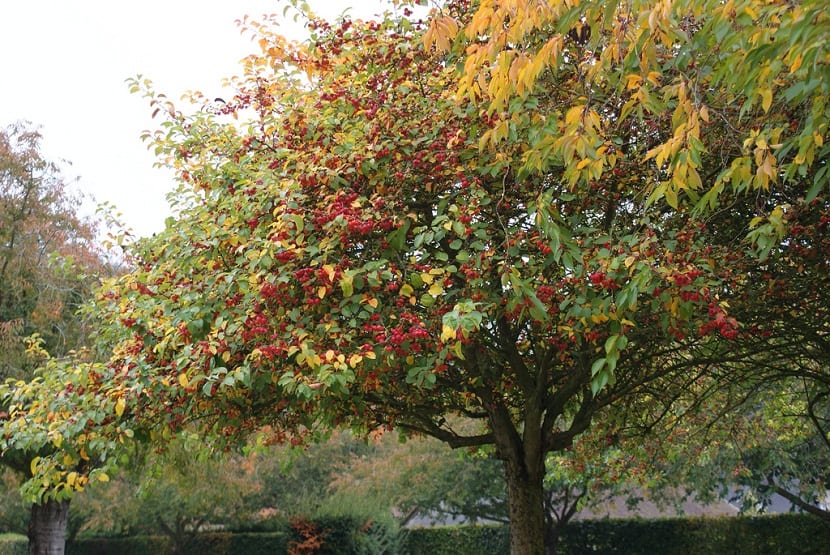 Manzano silvestre (Malus sylvestris): guía de cultivo