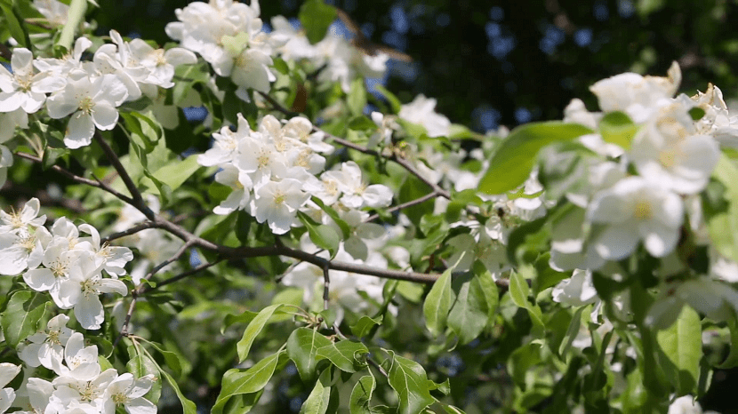 Ramas de manzano silvestre cubiertas de flores blancas