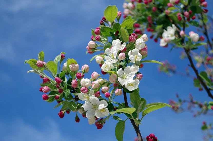 Manzano en plena floración con flores blancas y rosadas