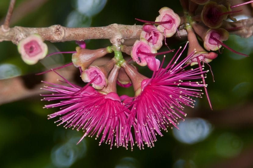 Flores rojas de marañón japonés brotando directamente del tronco