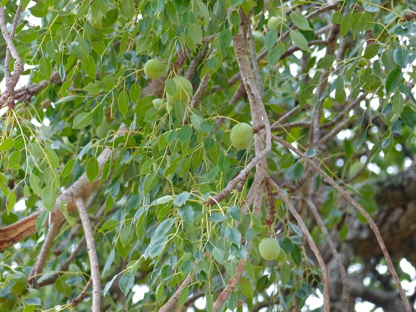 Frutos maduros de Sclerocarya birrea