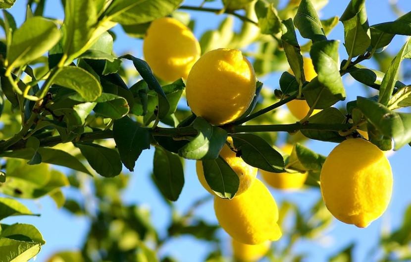 Limonero cultivado con abonado repartido a lo largo del año