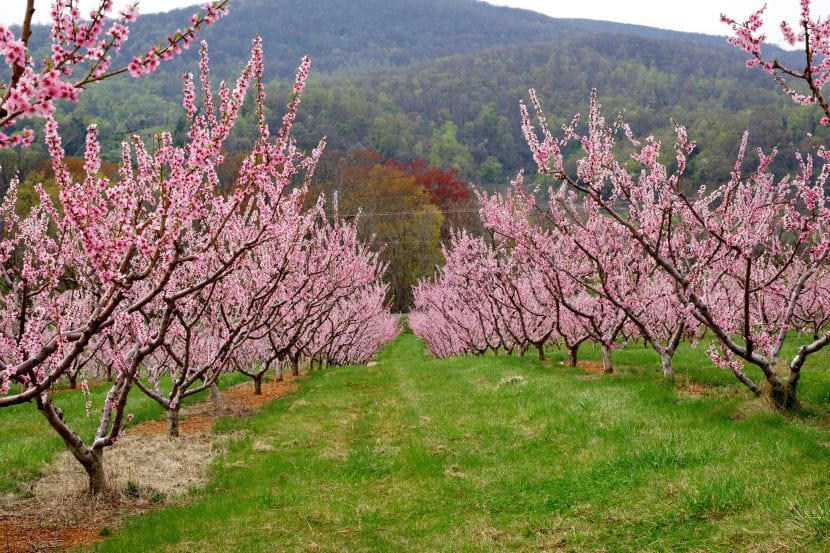 Melocotonero en flor a finales del invierno