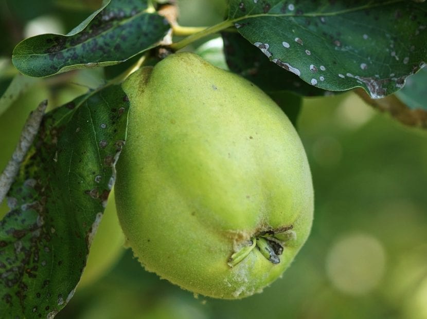 Frutos de membrillo, Cydonia oblonga, madurando en el árbol