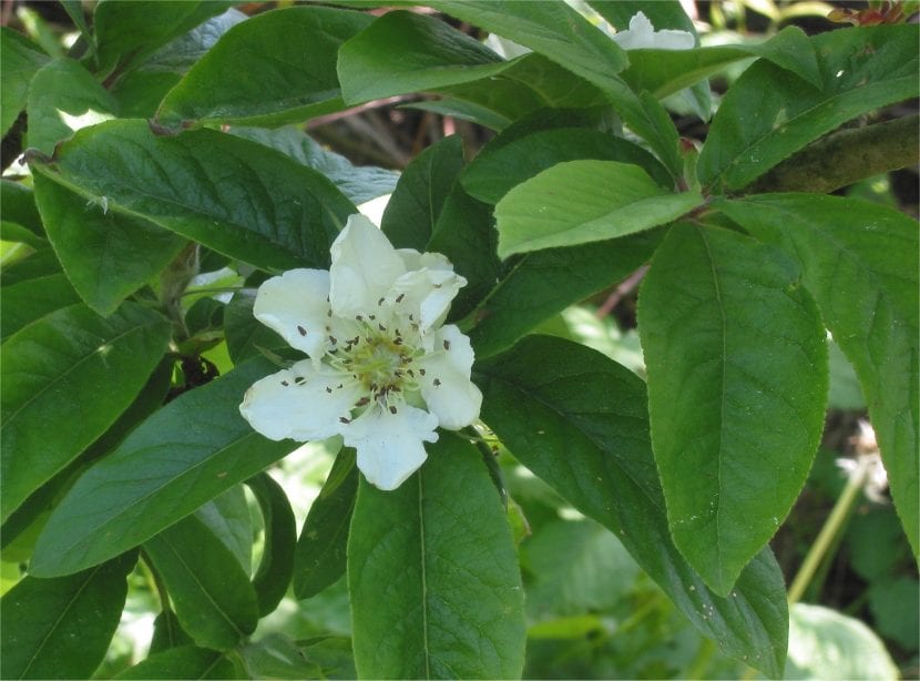 Flor blanca solitaria de Mespilus germanica