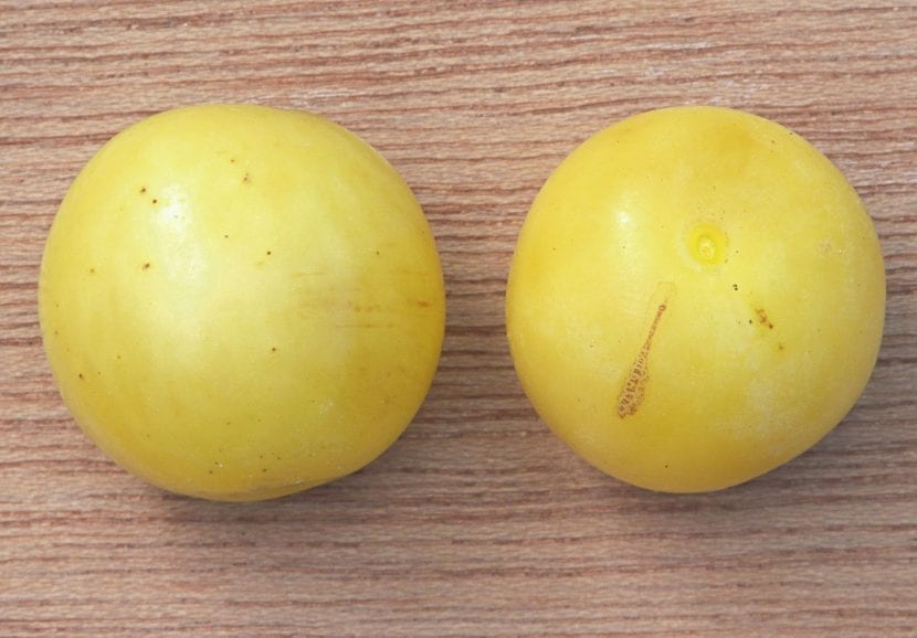 Ciruelas mirabeles maduras en el árbol