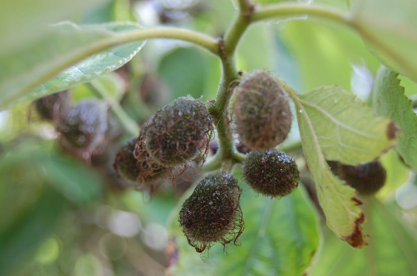 Frutos anaranjados y globosos de Broussonetia papyrifera