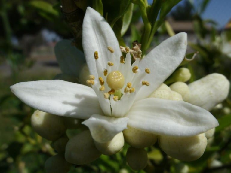 Flores de azahar del naranjo