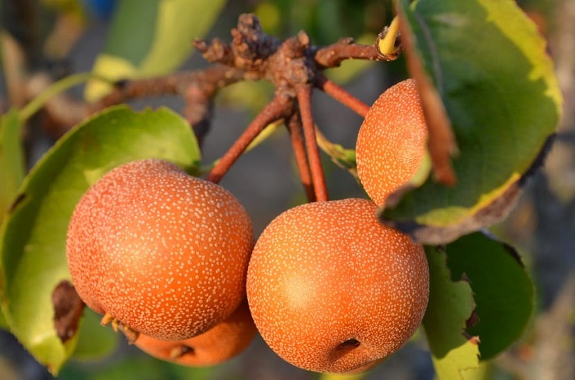 Frutos de nashi en la rama