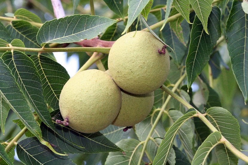 Frutos verdes del nogal negro en la rama