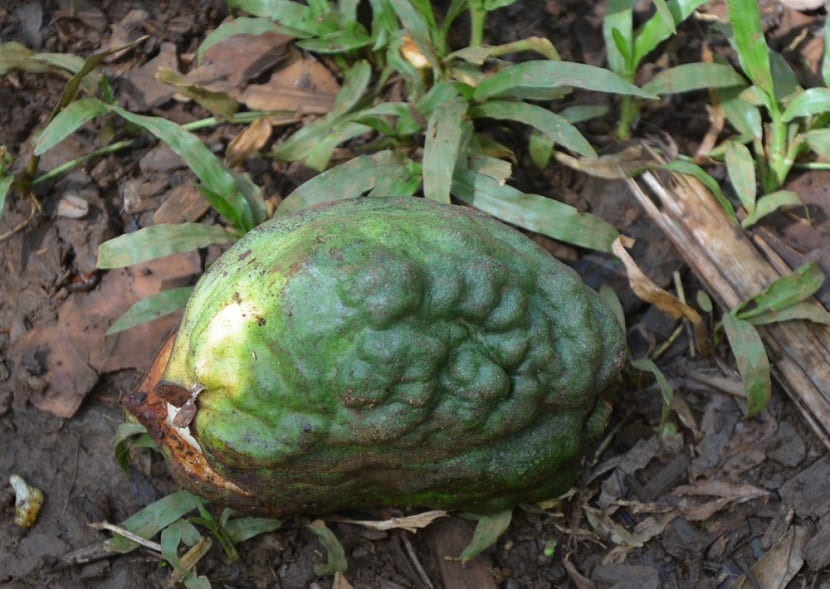 Frutos y semillas de Cola acuminata en el suelo