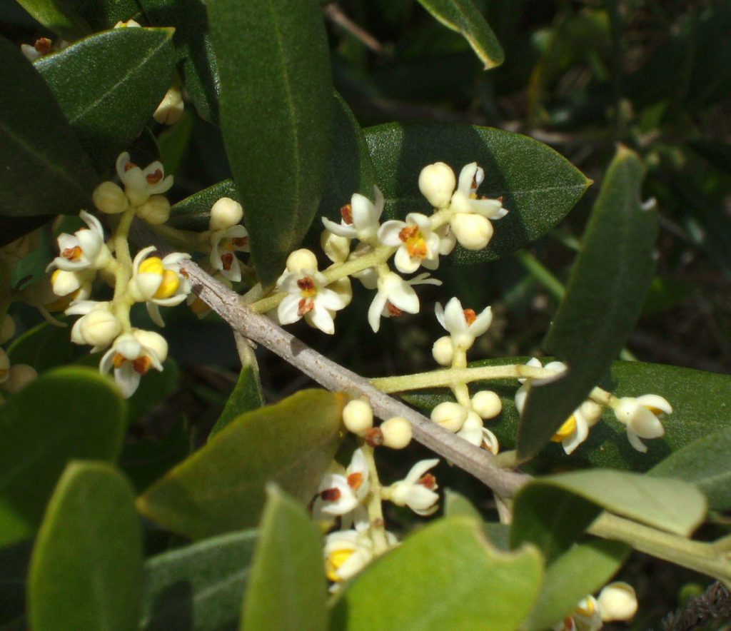 Flores de olivo agrupadas en racimos