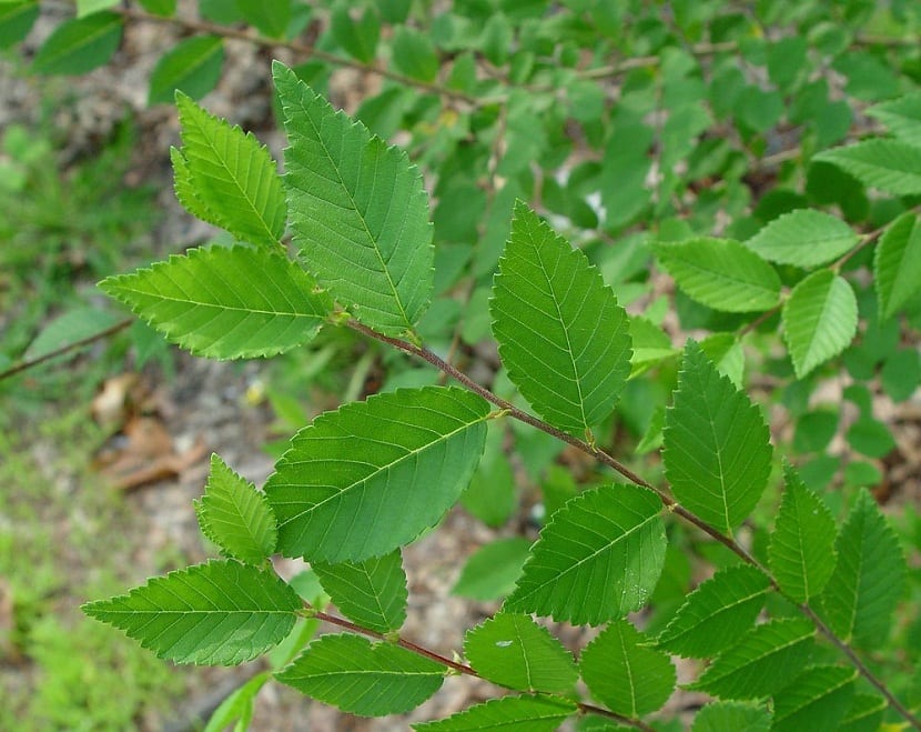 Hojas del Ulmus pumila, pequeñas y de base casi simétrica