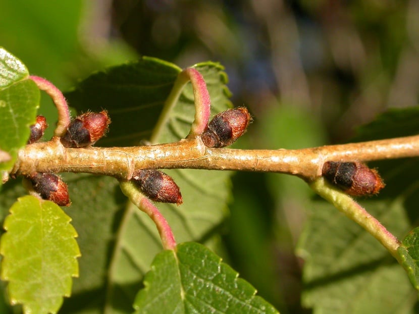 Rama de Ulmus pumila con hojas y sámaras