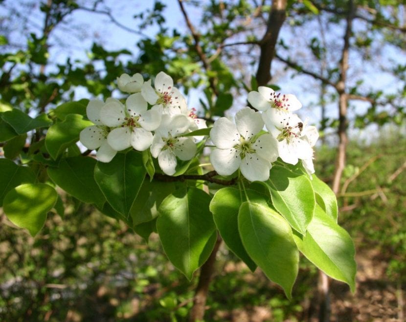 Peral en floración con racimos de flores blancas
