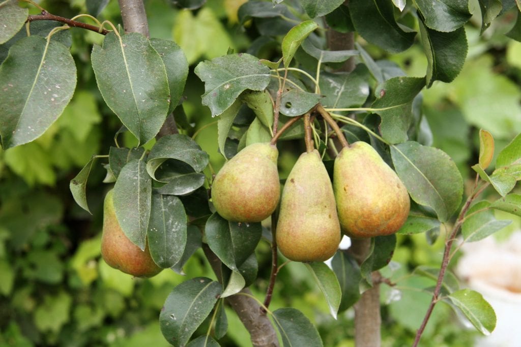 Peral (Pyrus communis): cultivo, poda, polinización y plagas