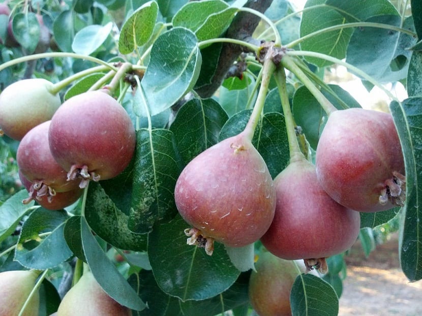 Rama de peral cargada de peras pequeñas de San Juan